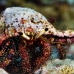 crab_hermit_shag_h_0705_png0946.jpg